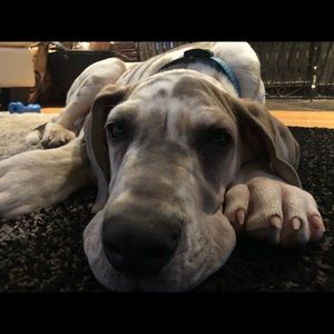 Meet your Posher, Tracey